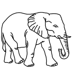 elefant.jpg